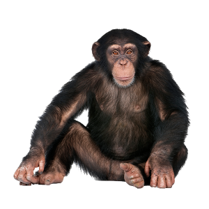 Monkey PNG-18736